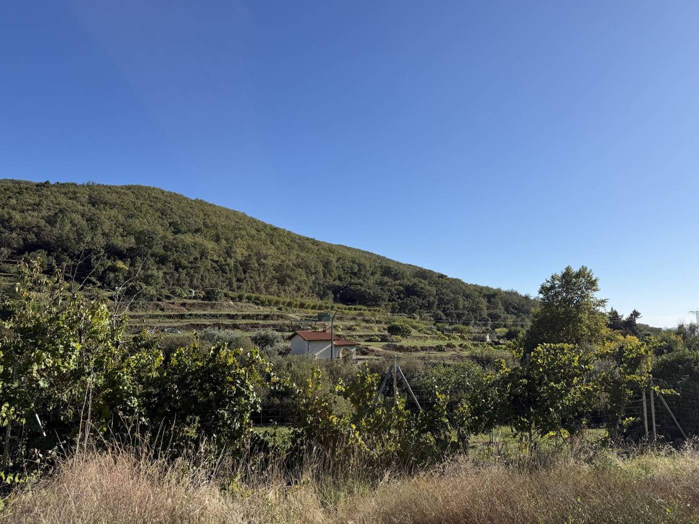 Monte de robles y bancales frente a la casa